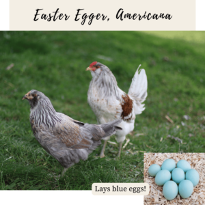 1. Americana, Easter Egger