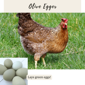 11. Olive Egger