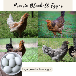 12. Prairie Bluebell Egger