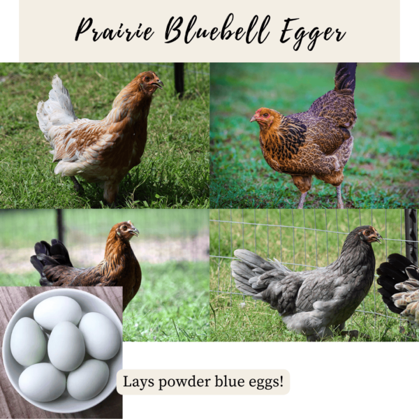 12. Prairie Bluebell Egger