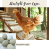 15. Starlight Green Egger