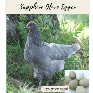 16. Sapphire Olive Egger