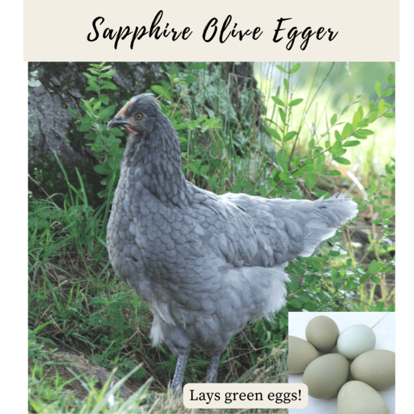 16. Sapphire Olive Egger