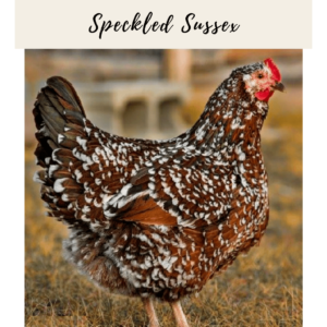 18. Speckled Sussex
