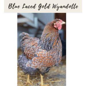 3. Blue Laced Gold Wyandotte