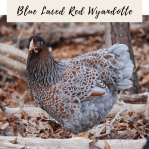 4. Blue Laced Red Wyandotte