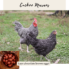 8. Cuckoo Marans