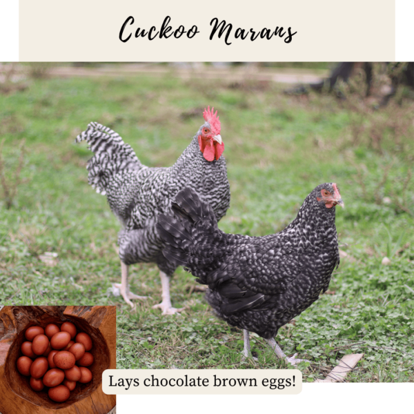 8. Cuckoo Marans