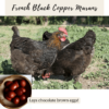 9. French Black Copper Marans