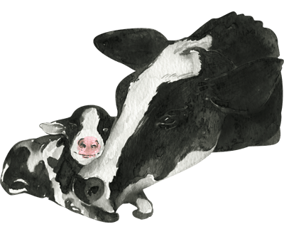 cow loving calf